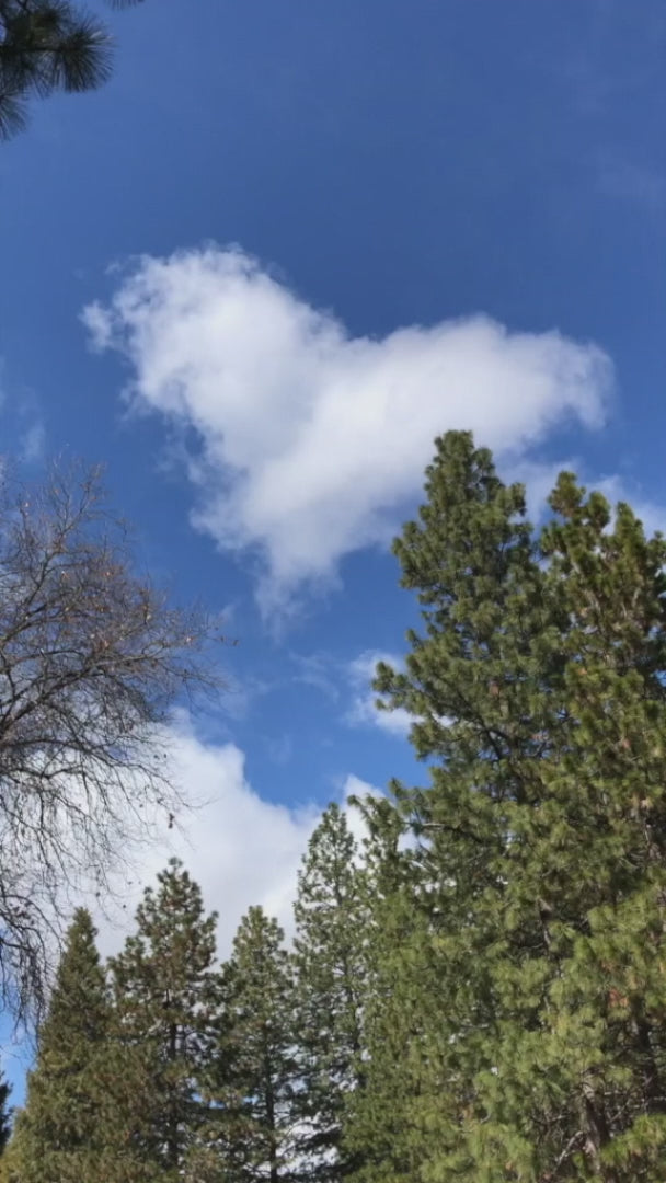 Load video: Sunny day.  Blue sky.  Absolutely perfect heart shaped cloud appears above the trees.  The words on the video state "I was walking along...I feel a small nudge to look up... A quiet ripple of connection...Not a message...Just a reminder of how love appears when we're open to notice...A mirror...You are love"